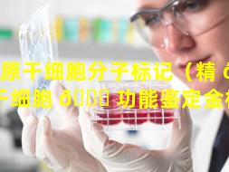 精原干细胞分子标记（精 🐛 原干细胞 🐞 功能鉴定金标准）